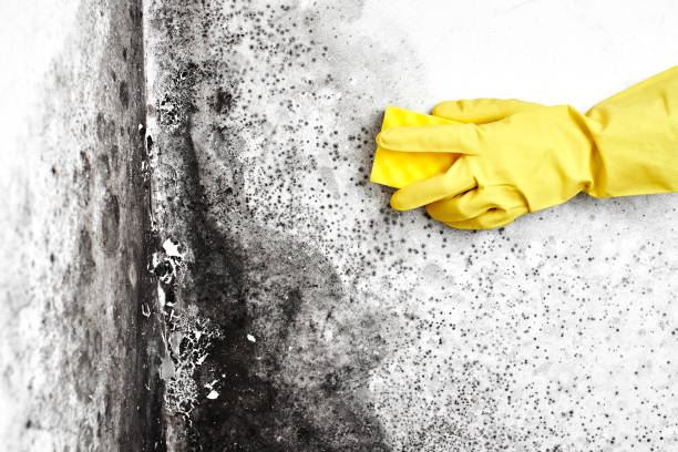 Mold Remediation for Vacation Homes in Troy, AL