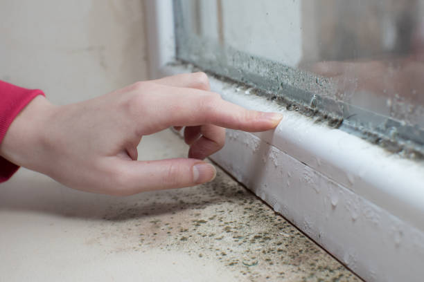 Troy, AL Mold Removal Pros