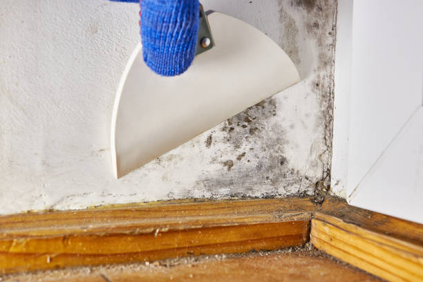 Asbestos and Lead Testing During Mold Inspection in Troy, AL