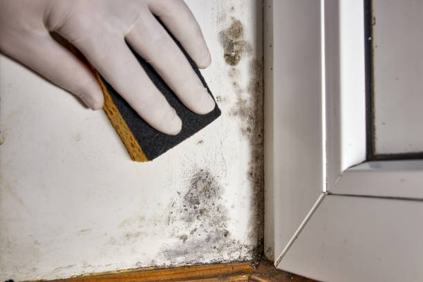 Best Industrial Mold Remediation  in Troy, AL
