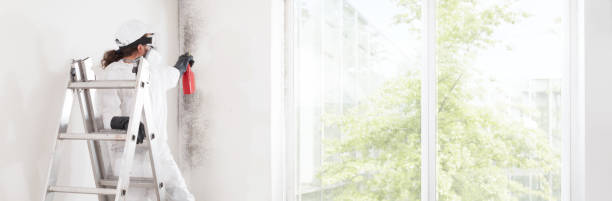 Best Basement Mold Removal  in Troy, AL
