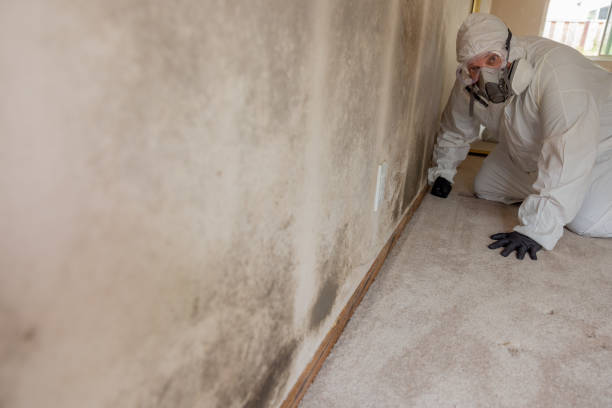 Best Black Mold Removal  in Troy, AL